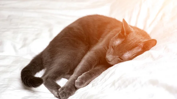 Schöne graue Katze ruht auf einer weißen Decke — Stockfoto