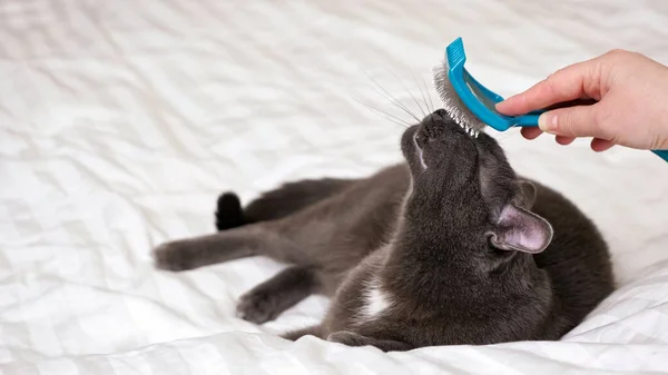 Onherkenbare vrouw kammen een grijze kat met een borstel op een witte deken — Stockfoto