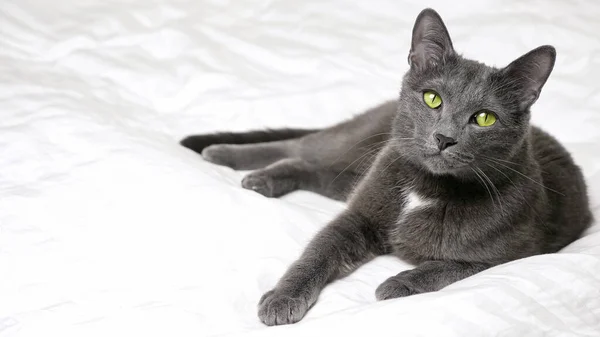 Elegáns szürke macska fekszik egy fehér ágyon — Stock Fotó