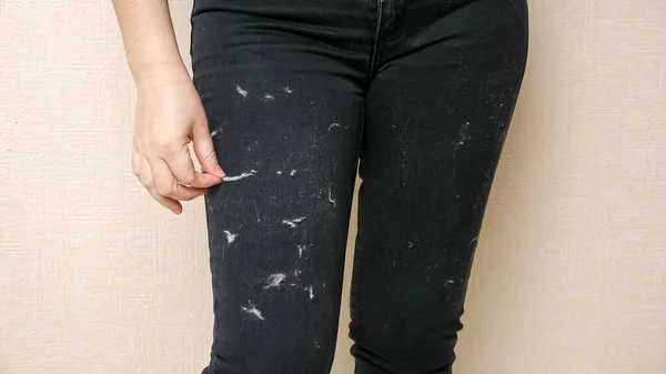 Femme essaie de nettoyer pantalon noir recouvert de poils d'animaux — Photo