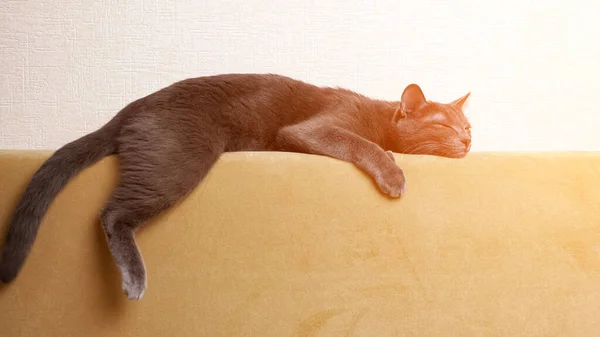 Bellissimo gatto grigio che dorme sul retro del divano — Foto Stock