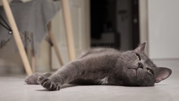 Mooie grijze kat strekt zich uit en gaapt terwijl ze op de keukenvloer ligt — Stockvideo