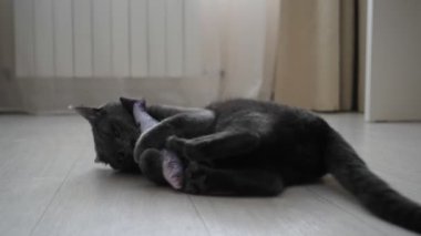 Güzel gri kedi yerde oyuncak bir balığı kucaklar ve kemirir.