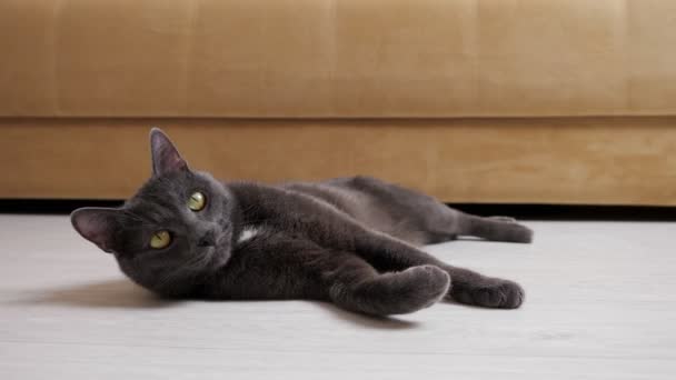 Hermoso gato gris yace en el suelo — Vídeos de Stock