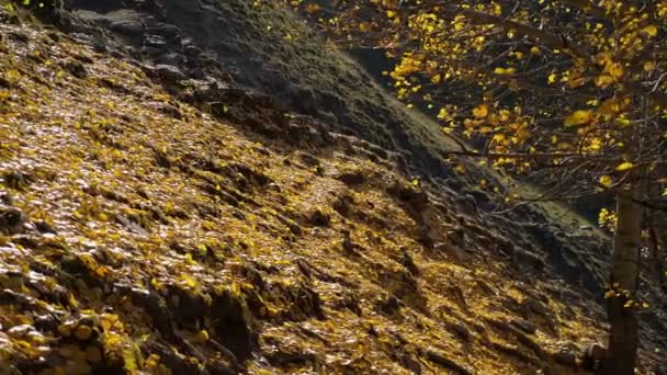 Hojas amarillas caen del árbol joven que crece en la pendiente — Vídeo de stock