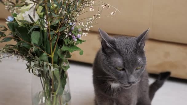 A macska megpróbál virágot enni egy vázából. Szürke aranyos macska vicces eszik egy csomó virág — Stock videók