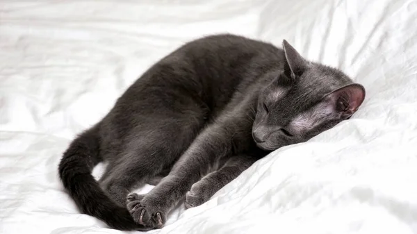 Hermoso gato gris está descansando acostado sobre una manta blanca — Foto de Stock