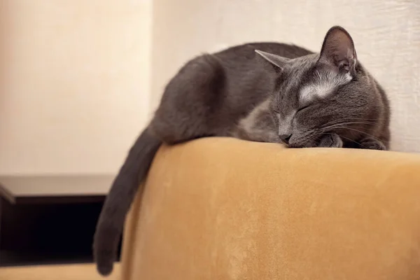 Gatto grigio dorme su un divano color senape — Foto Stock