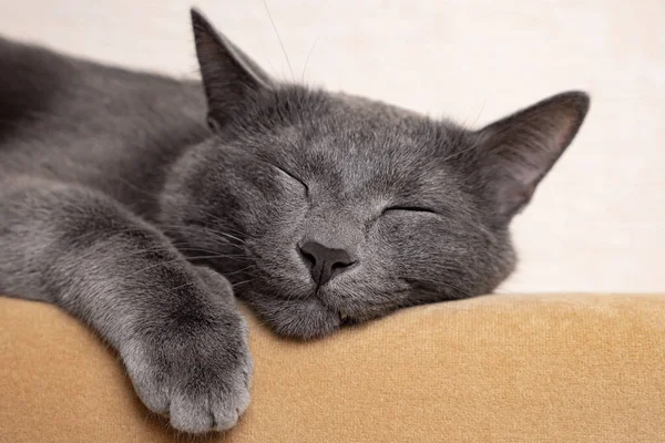Primo piano di un bel gatto grigio addormentato — Foto Stock