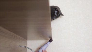 Rafta oturan gri kedi dişinin elinde bir balıkla oynuyor.