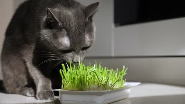 Gato cinzento comendo grama fresca verde — Vídeo de Stock