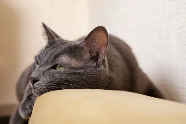 Primo piano di un gatto grigio sdraiato sul retro di un divano — Foto Stock