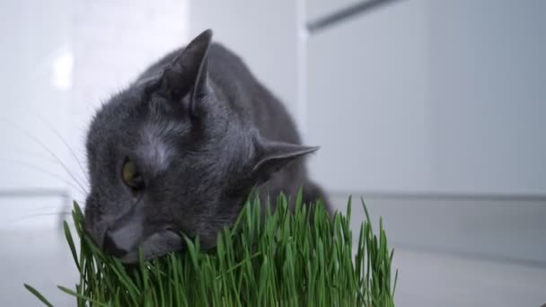 Gato cinza comendo grama verde, crescido em um pote — Vídeo de Stock