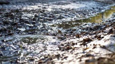 Kauçuk botlarla bataklıkta yürüyen bir adamın ayaklarının yakın çekimi.