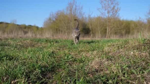 Gammal grå katt går på gräset mot bakgrund av träd på våren — Stockvideo