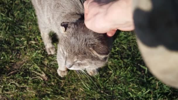 Рука неузнаваемого человека, гладящего старого серого кота — стоковое видео