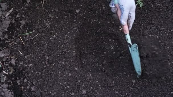 Mulher irreconhecível planta um tubérculo de lírio no chão, vista superior — Vídeo de Stock