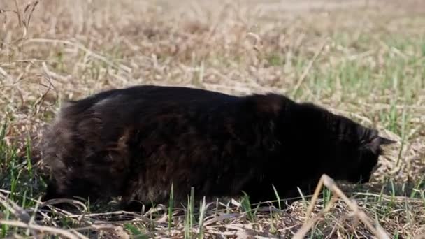 Молодая чёрная кошка охотится в траве ранней весной — стоковое видео