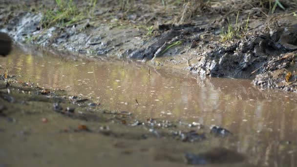 ゴムブーツの認識できない女性は泥だらけの水たまりに足を踏み入れ、水を飛び散らせ、スローモーション — ストック動画