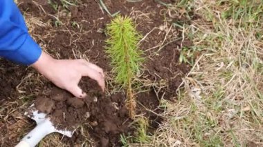 Kürekli tanınmaz bir adam topraklı bir çam ağacı için çukur kazıyor.