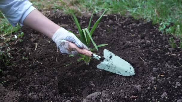 Onherkenbare vrouw plant lelies op een bloembed — Stockvideo