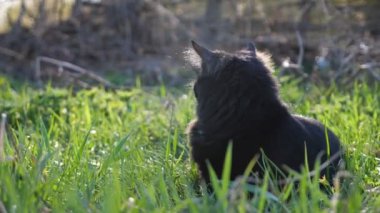 Genç siyah kedi yeşil çimlerde uzanıyor, güneş ışığı