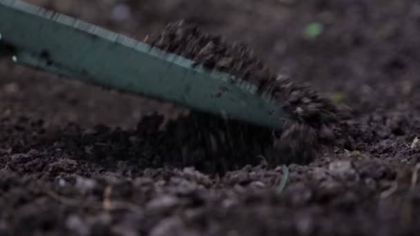 グラジオラス球根の植え付けの終わり — ストック動画