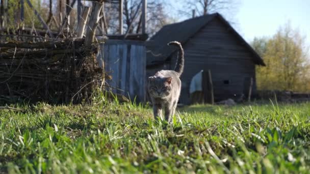 Starý zkušený šedý kocour kráčí po trávě na pozadí starého dřevěného domu — Stock video