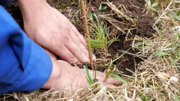 Man planting a pine seedling in the ground — Stock Video
