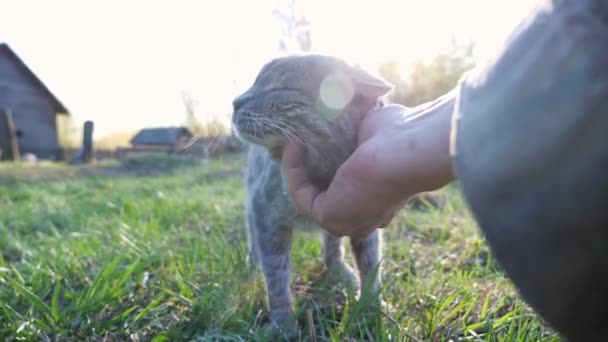 Неузнаваемый человек гладит старую серую кошку, солнечный свет — стоковое видео
