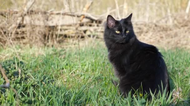 美しい黒い猫は晴れた日に緑の芝生に座っています — ストック動画