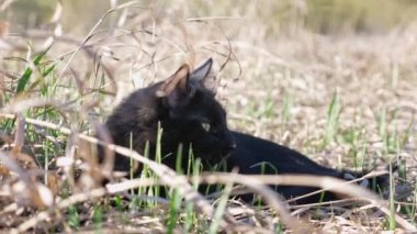 Güzel siyah kedi baharın başında çimlerde uzanıyor.