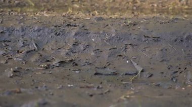 Lastik botlarla çamurda yürüyen ayakların yakın çekimi.