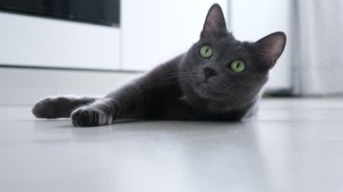 Güzel, gri, oynak, gözleri pörtlek kedi yerde yatıyor.