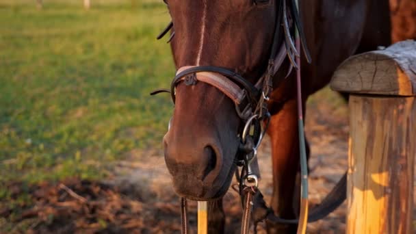 Groot bruin geharnast huisdier paard met hoofdstel staat — Stockvideo