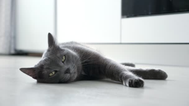 Mooie grijze kat met een ontevreden muilkorf draait zijn staart terwijl hij op de vloer ligt — Stockvideo