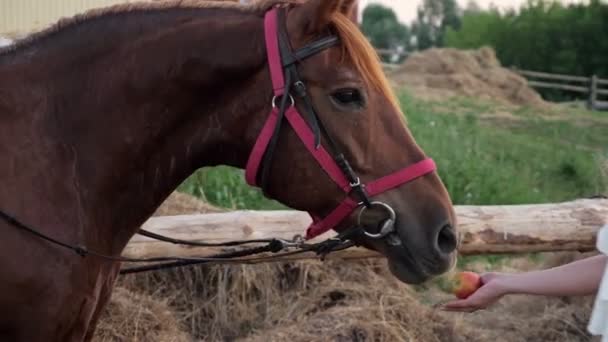 Young woman in white summer dress feeds brown stallion — Vídeo de stock