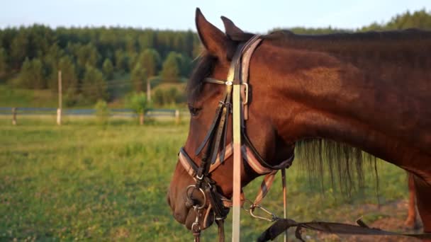 Bruin geharnast paard staat op ranch gras en draait hoofd — Stockvideo