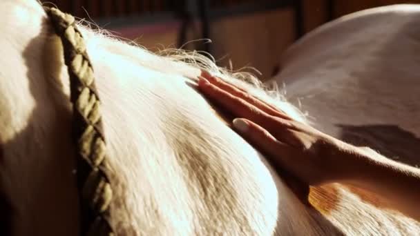 Suave joven mano mascotas caballo blanco en melena grande — Vídeo de stock