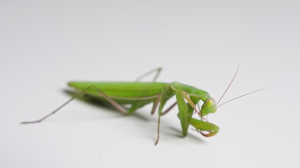 Close-up of mantis scrubbing foot — Stock Video