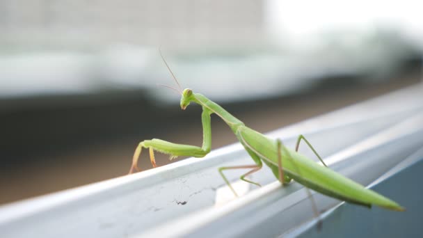 Mantis verde se sienta en la repisa de una ventana abierta — Vídeo de stock