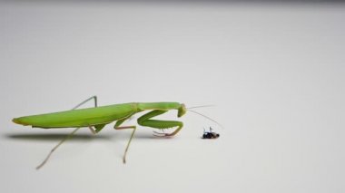 Bir peygamberdevesinin sineği yakaladığı yakın plan, yavaş çekim.