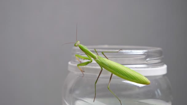 Mantis orante verde senta-se em um banco em um apartamento — Vídeo de Stock