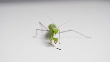 Avını yiyen bir peygamberdevesinin yakın plan fotoğrafı.