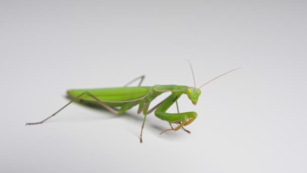 Gros plan de la mante priante verte sur fond blanc — Video