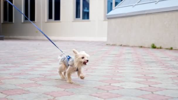 Kleine pup met bruin wit vacht en riem loopt langs straat — Stockvideo