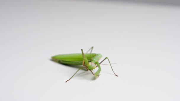 緑のカマキリは白い背景にその足をきれいにします。 — ストック動画