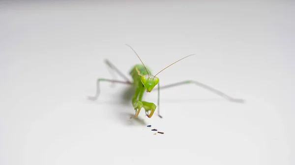 Close-up de um primeiro plano mantis comer presas — Fotografia de Stock