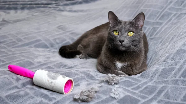 Kat ligt in de buurt van haar kreukels en vuile pluis verwijdering roller — Stockfoto
