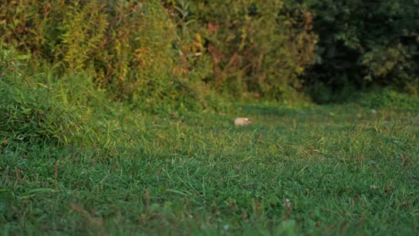 Adolescent méconnaissable jette une bouteille en plastique dans l'herbe — Video